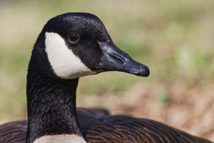 Picture of CANADA GOOSE-KENTUCKY