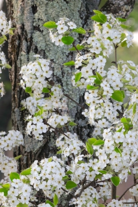 Picture of CRAB APPLE BLOSSOMS IN FULL BLOOM-LONG RUN PARK-KENTUCKY