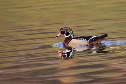 Picture of WOOD DUCK DRAKE-KENTUCKY