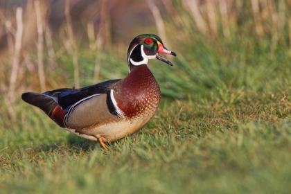 Picture of WOOD DUCK DRAKE-KENTUCKY