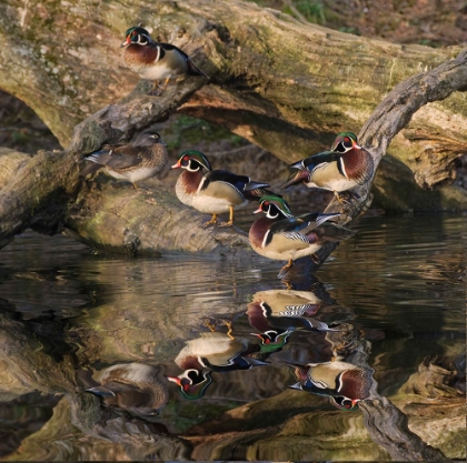 Picture of MALE AND FEMALE WOOD DUCKS-RESTING ON FALLEN TREE-KENTUCKY