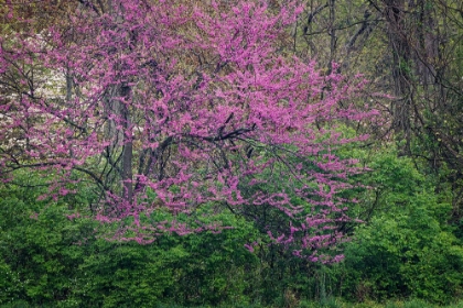 Picture of EASTERN REDBUD-KENTUCKY