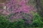Picture of EASTERN REDBUD-KENTUCKY