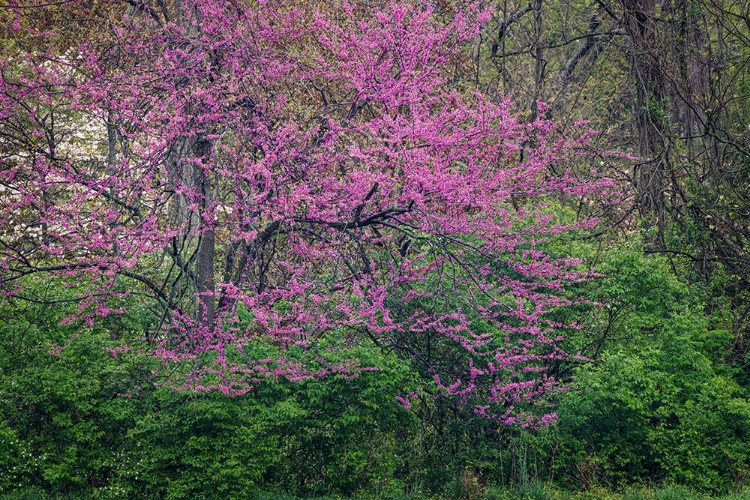 Picture of EASTERN REDBUD-KENTUCKY