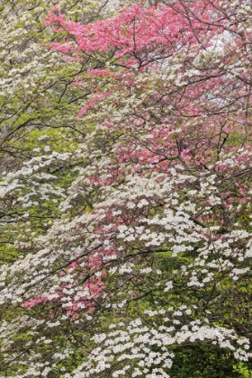 Picture of PINK AND WHITE FLOWERING DOGWOOD TREES-KENTUCKY