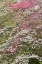 Picture of PINK AND WHITE FLOWERING DOGWOOD TREES-KENTUCKY