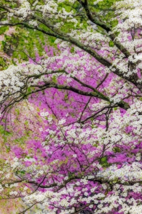 Picture of SOFT FOCUS VIEW OF FLOWERING DOGWOOD TREE AND DISTANT EASTERN REDBUD-KENTUCKY