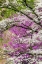 Picture of SOFT FOCUS VIEW OF FLOWERING DOGWOOD TREE AND DISTANT EASTERN REDBUD-KENTUCKY