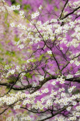 Picture of FLOWERING DOGWOOD TREE AND DISTANT EASTERN REDBUD-KENTUCKY