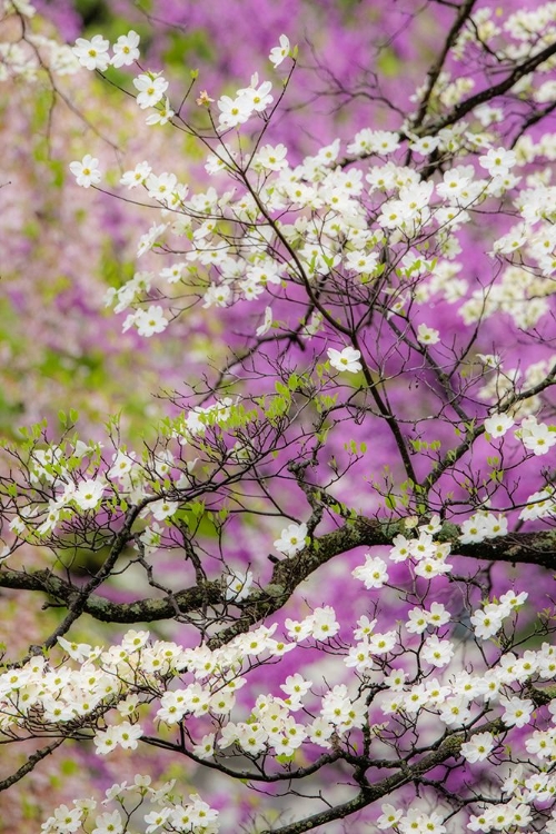 Picture of FLOWERING DOGWOOD TREE AND DISTANT EASTERN REDBUD-KENTUCKY