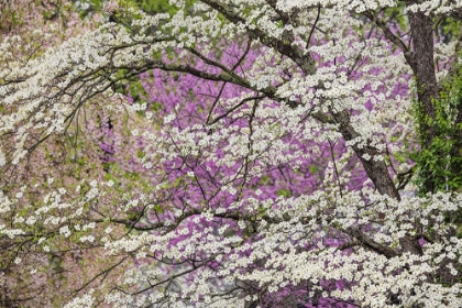 Picture of FLOWERING DOGWOOD TREE AND DISTANT EASTERN REDBUD-KENTUCKY