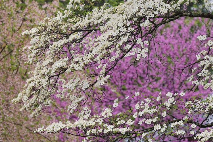 Picture of FLOWERING DOGWOOD TREE AND DISTANT EASTERN REDBUD-KENTUCKY