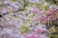 Picture of RED MAPLE WITH WHIRLYBIRD SEEDS-KENTUCKY