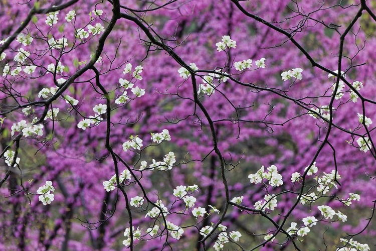 Picture of FLOWERING DOGWOOD TREE AND DISTANT EASTERN REDBUD-KENTUCKY