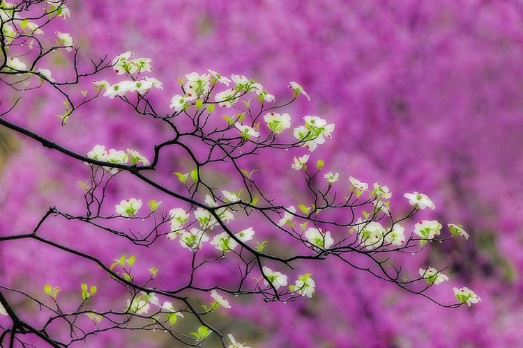 Picture of SOFT FOCUS VIEW OF FLOWERING DOGWOOD TREE AND DISTANT EASTERN REDBUD-KENTUCKY