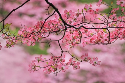 Picture of PINK FLOWERING DOGWOOD TREE BRANCH-KENTUCKY