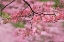 Picture of PINK FLOWERING DOGWOOD TREE BRANCH-KENTUCKY