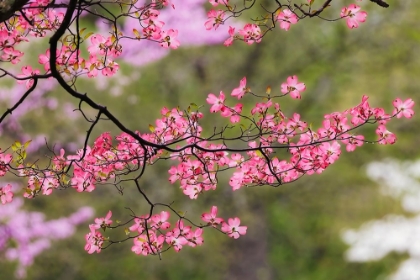 Picture of SOFT FOCUS VIEW OF PINK FLOWERING DOGWOOD TREE BRANCH-KENTUCKY