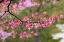 Picture of SOFT FOCUS VIEW OF PINK FLOWERING DOGWOOD TREE BRANCH-KENTUCKY