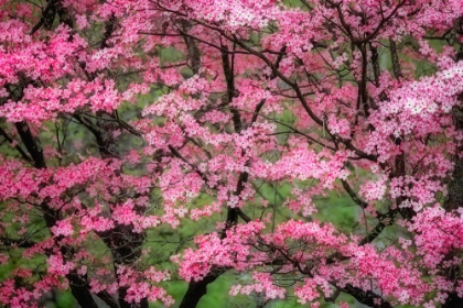 Picture of SOFT FOCUS VIEW OF LARGE PINK FLOWERING DOGWOOD TREE IN FULL BLOOM-KENTUCKY