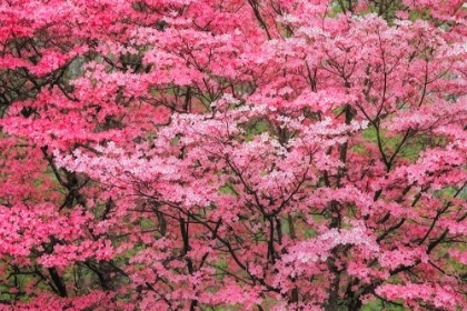Picture of SOFT FOCUS VIEW OF LARGE PINK FLOWERING DOGWOOD TREE IN FULL BLOOM-KENTUCKY