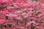 Picture of SOFT FOCUS VIEW OF LARGE PINK FLOWERING DOGWOOD TREE IN FULL BLOOM-KENTUCKY