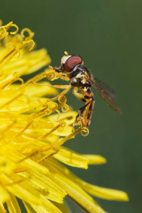 Picture of HOVER FLY ON YELLOW DANDELION FLOWER-KENTUCKY