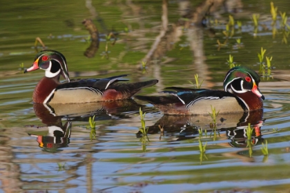 Picture of MALE WOOD DUCKS-KENTUCKY