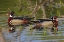 Picture of MALE WOOD DUCKS-KENTUCKY