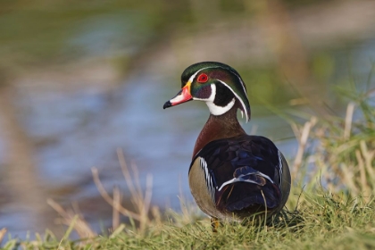 Picture of MALE-WOOD DUCK-KENTUCKY