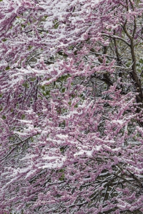 Picture of LIGHT SNOW ON EASTERN REDBUD TREE IN EARLY SPRING-LOUISVILLE-KENTUCKY