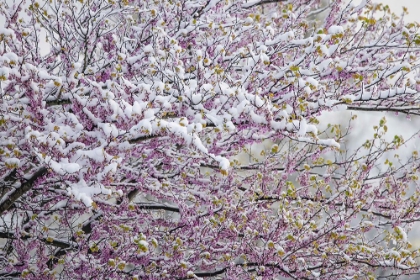 Picture of LIGHT SNOW ON EASTERN REDBUD TREE IN EARLY SPRING-LOUISVILLE-KENTUCKY