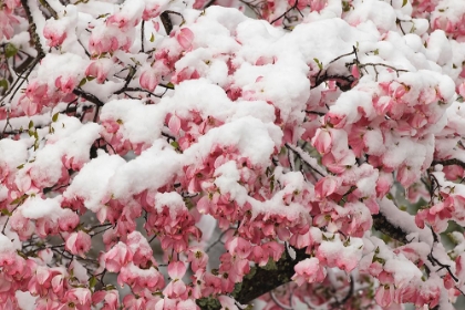 Picture of LIGHT SNOW ON PINK DOGWOOD TREE IN EARLY SPRING-LOUISVILLE-KENTUCKY