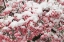 Picture of LIGHT SNOW ON PINK DOGWOOD TREE IN EARLY SPRING-LOUISVILLE-KENTUCKY