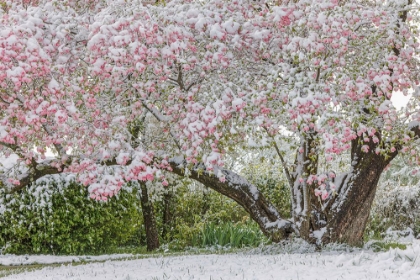 Picture of LIGHT SNOW ON PINK DOGWOOD TREE IN EARLY SPRING-LOUISVILLE-KENTUCKY