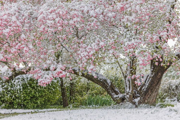 Picture of LIGHT SNOW ON PINK DOGWOOD TREE IN EARLY SPRING-LOUISVILLE-KENTUCKY