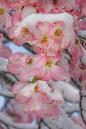 Picture of LIGHT SNOW ON PINK DOGWOOD TREE IN EARLY SPRING-LOUISVILLE-KENTUCKY