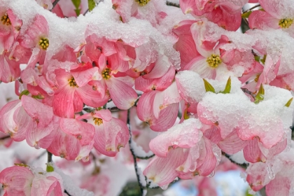 Picture of LIGHT SNOW ON PINK DOGWOOD TREE IN EARLY SPRING-LOUISVILLE-KENTUCKY