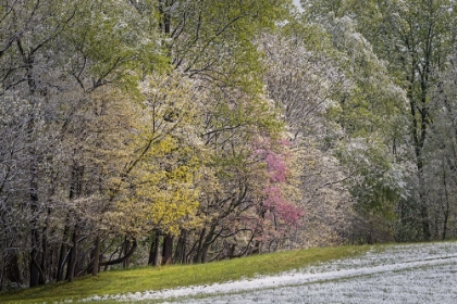 Picture of LIGHT SNOW ON TREES IN EARLY SPRING-LOUISVILLE-KENTUCKY