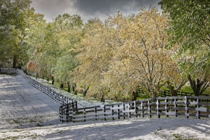 Picture of LIGHT SNOW ON TREES IN EARLY SPRING-LOUISVILLE-KENTUCKY