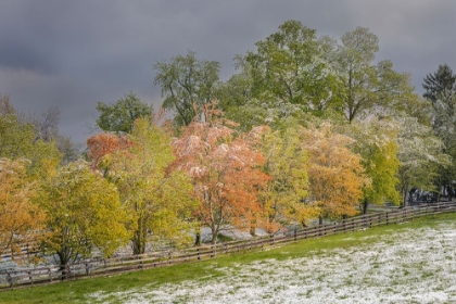 Picture of LIGHT SNOW ON TREES IN EARLY SPRING-LOUISVILLE-KENTUCKY