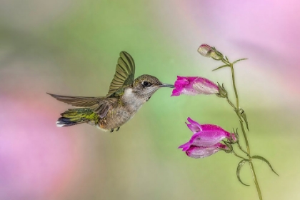 Picture of FEMALE RUBY-THROATED HUMMINGBIRD FLYING AROUND FLOWER-LOUISVILLE-KENTUCKY