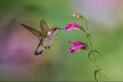 Picture of FEMALE RUBY-THROATED HUMMINGBIRD FLYING AROUND FLOWER-LOUISVILLE-KENTUCKY