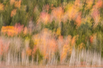 Picture of USA-MAINE-ACADIA NATIONAL PARK FOREST ABSTRACT