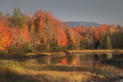 Picture of USA-MAINE-ACADIA NATIONAL PARK