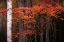 Picture of USA-MAINE-ACADIA NATIONAL PARK