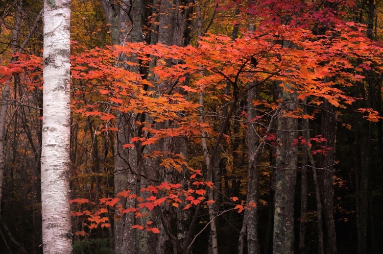 Picture of USA-MAINE-ACADIA NATIONAL PARK