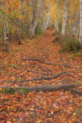 Picture of USA-MAINE-ACADIA NATIONAL PARK TREE ROOTS IN FOREST TRAIL