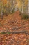 Picture of USA-MAINE-ACADIA NATIONAL PARK TREE ROOTS IN FOREST TRAIL