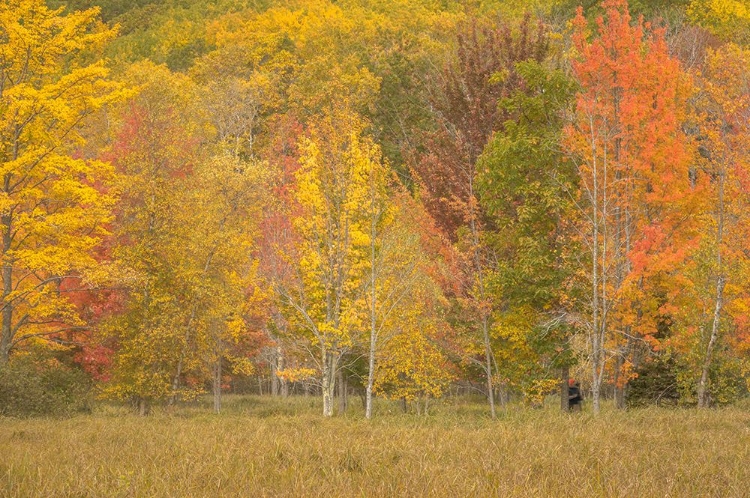 Picture of USA-MAINE-ACADIA NATIONAL PARK FOREST LANDSCAPE IN AUTUMN COLORS